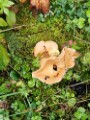 BridgeclubSH_231000_Schwarzwald_014e