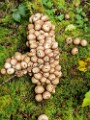 BridgeclubSH_231000_Schwarzwald_015e